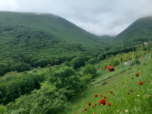 جنگلهای ارسباران کلیبر