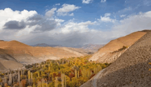 جنگل در کرج