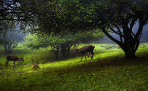 آینالو بهترین مقاصد سفرهای کوهستانی ایران