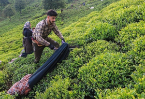 جاهای دیدنی لاهیجان؛ ترکیب چای، طبیعت و زندگی آرام شمال -موزه چای ایجاره