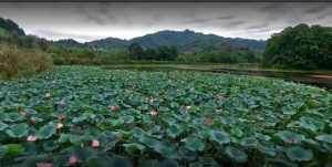 جاهای دیدنی لاهیجان؛ ترکیب چای، طبیعت و زندگی آرام شمال - ایجاره