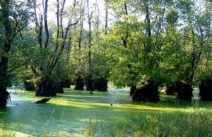 جاهای دیدنی قائمشهر؛ تجربه آرام طبیعت و زندگی شمالی | ایجاره2