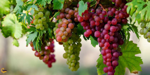 سوغات خوراکی شاهرود برای مسافران جاهای دیدنی شاهرود؛ از جنگلهای هیرکانی تا سکوت کویر | ایجاره